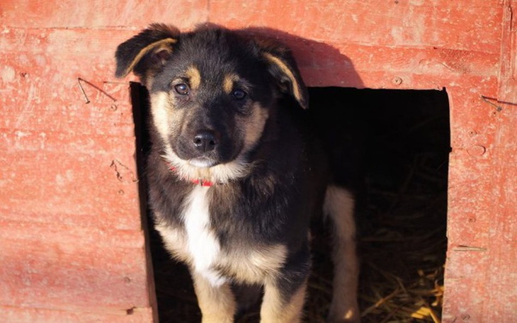 Zbiórka Grosik dla zwierzaków - zdjęcie główne