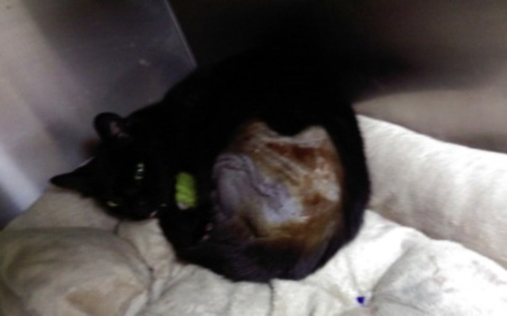 Zbiórka Kika z CYSTĄ w piersi - pomocy ! - zdjęcie główne