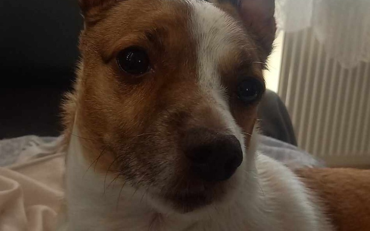 Zbiórka Operacja łapki, kolana - zdjęcie główne