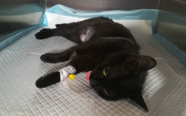 Zbiórka Czy uratujemy Jeżynkę - zdjęcie główne