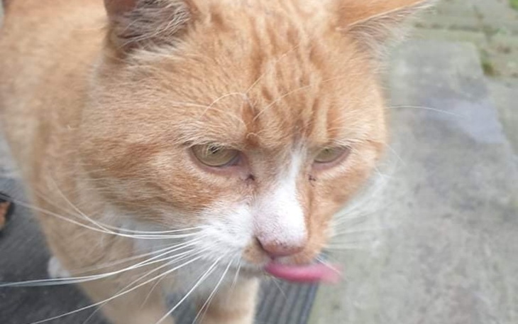 Zbiórka Zabieg sanacji bezdomnego kotka - zdjęcie główne