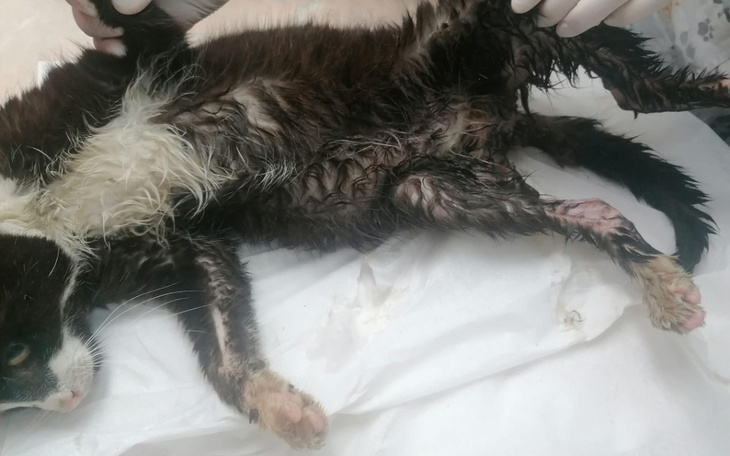 Zbiórka Chory Franio walczy o życie - zdjęcie główne