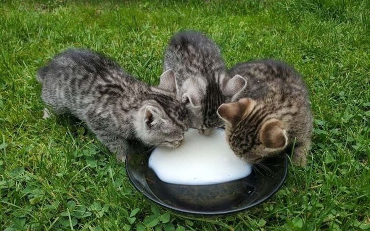 Zbiórka Ratowanie bezdomnych Kociaków - zdjęcie główne