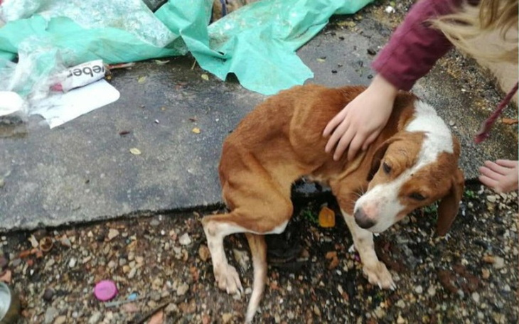 Zraniony pies w trudnej sytuacji, otrzymujący pomoc.