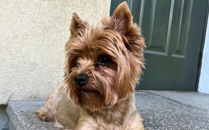 Zbiórka Ratunek dla mojego psiaka - zdjęcie główne