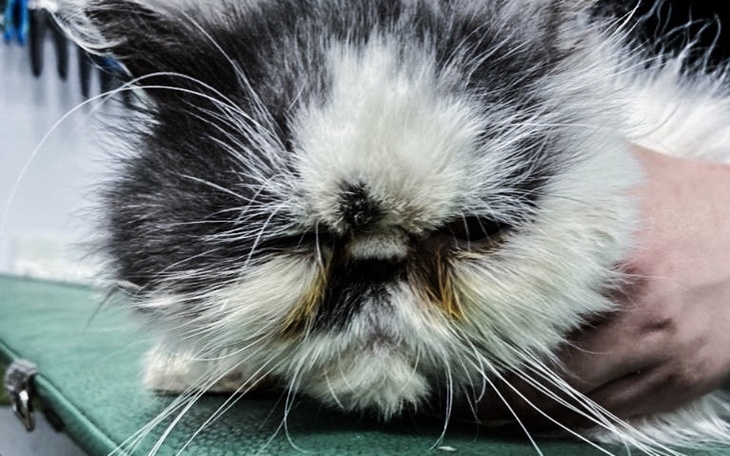 Zbiórka Halinka kontra RAK - zdjęcie główne