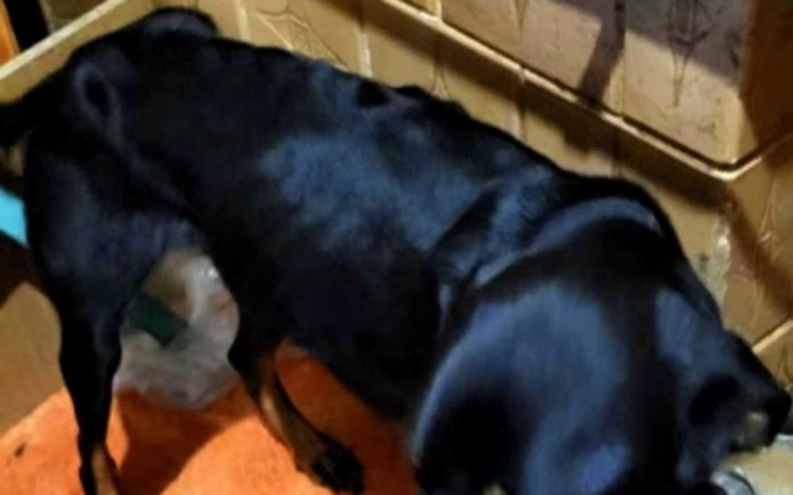 Czarny pies w ruchu, z widocznymi detalami sierści.