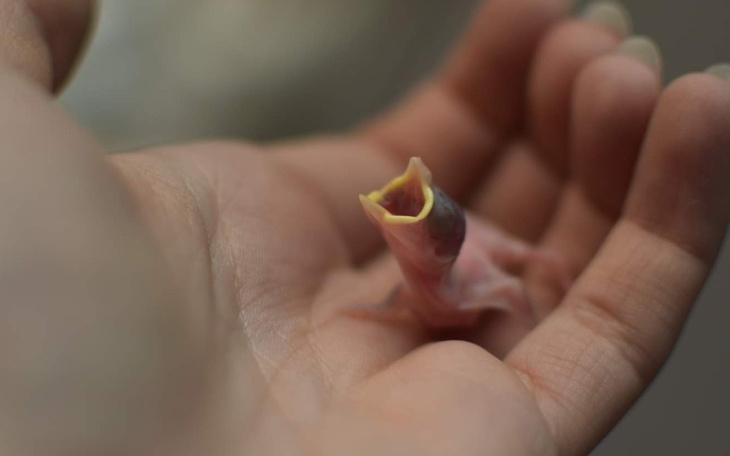 Zbiórka Inkubator dla pisklaków - zdjęcie główne