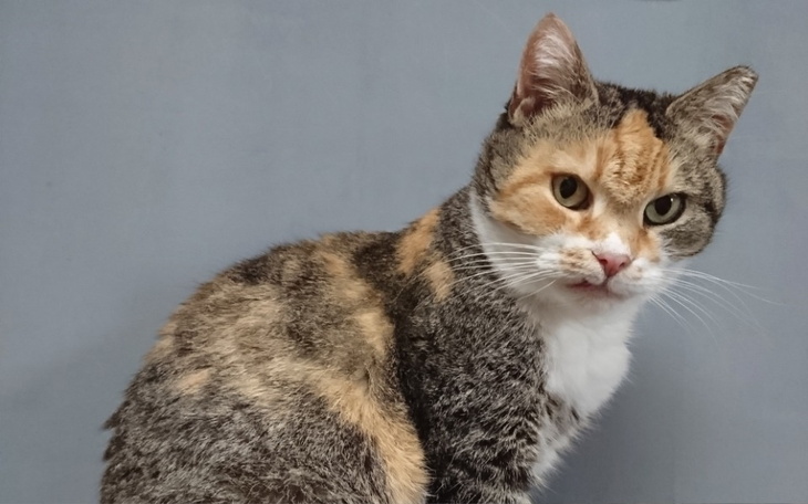 Kot o tricolorowym futrze siedzący na szarym tle.