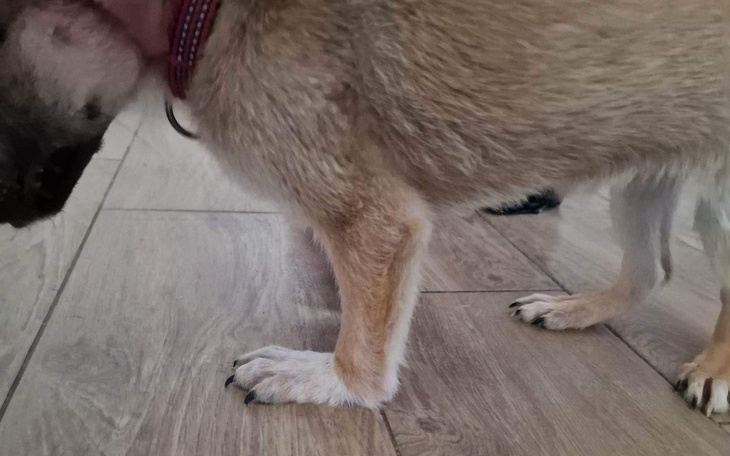 Zbiórka Na leczenie 11-stu szczeniąt - zdjęcie główne