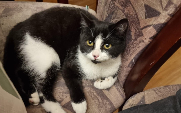 Czarny i biały kot leżący na krześle.