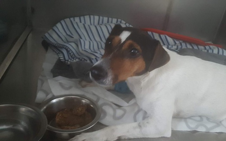 Zbiórka Operacja miednicy dla Klary - zdjęcie główne