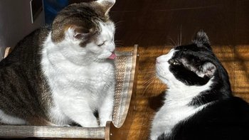 Zbiórka Smaczki na Dzień Kobiet - miniaturka zdjęcia