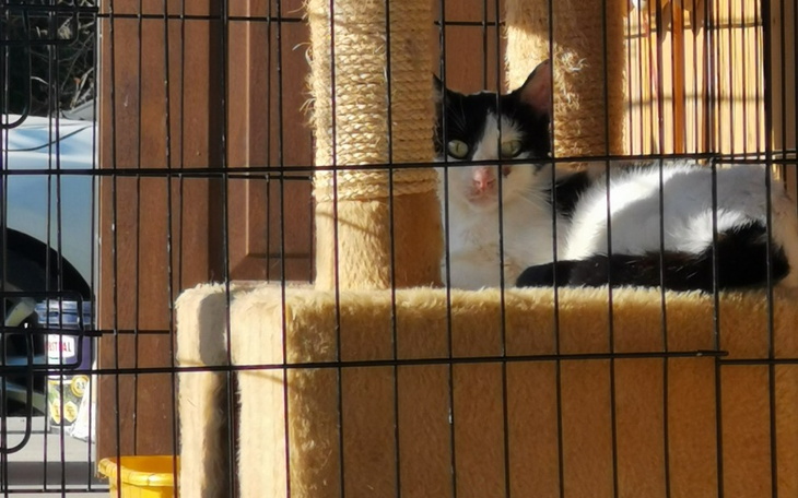 Zbiórka Potrzebna pomoc dla koteczki - zdjęcie główne