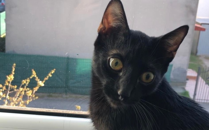 Zbiórka Zbiórka dla Diablo - zdjęcie główne