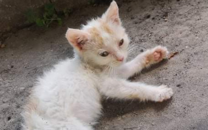 Zbiórka Na pomoc Arielce - zdjęcie główne