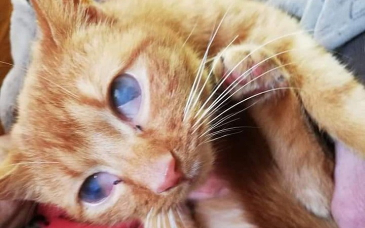 Zbiórka Niewidoma Ruda z FIV - zdjęcie główne