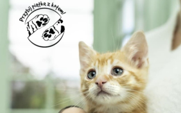 Mały pomarańczowy kotek, patrzy z ciekawością.