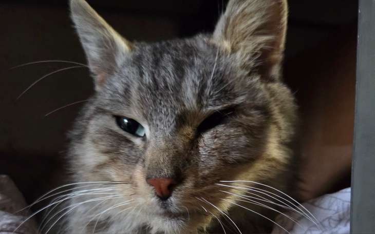 Szary kot z wyrazem twarzy w spokojnym otoczeniu.