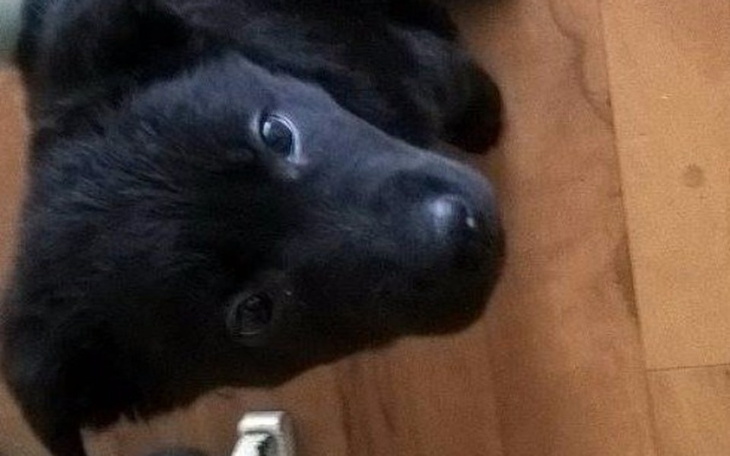 Zbiórka Dla Karme dla psów - zdjęcie główne