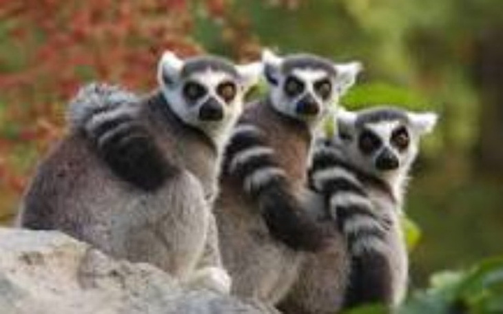 Zbiórka Pomocy ratujmy lemury!!!! - zdjęcie główne