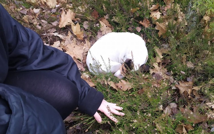 Zbiórka Usunięcie śledziony Nelly - zdjęcie główne