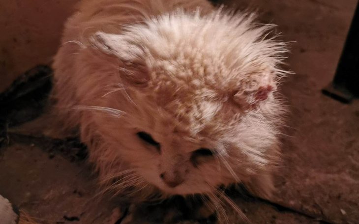 Zbiórka Karma wątrobowa dla Mopka - zdjęcie główne