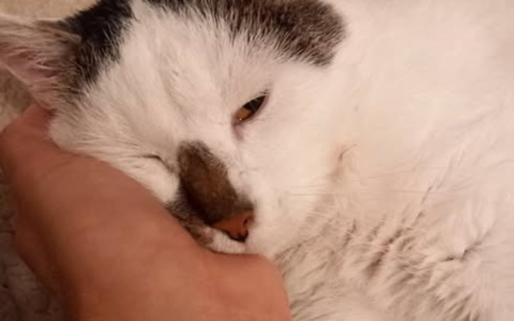 Kot śpiący na ręce właściciela.