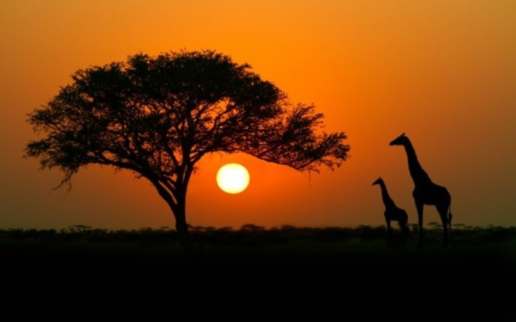 Zachód słońca z żyrafami w tle, piękny krajobraz.