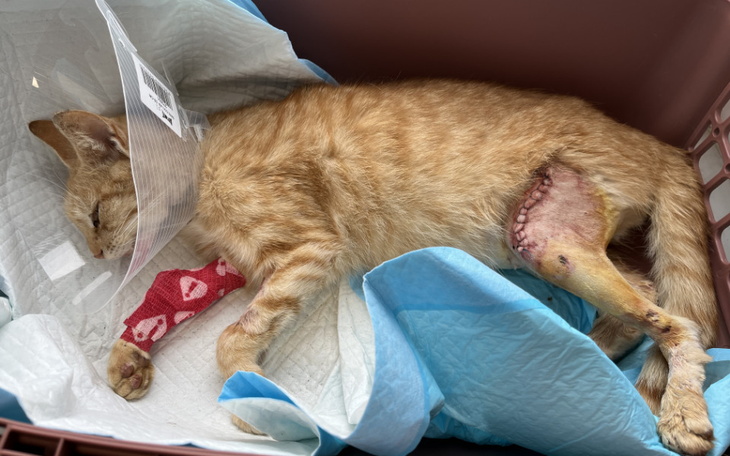 Zbiórka Pomóż Edziowi stanąć na łapy - zdjęcie główne