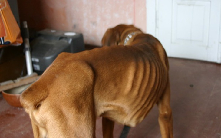 Zbiórka Daj jeść - zdjęcie główne