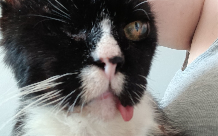 Zbiórka Romuś tak bardzo chce żyć. - zdjęcie główne