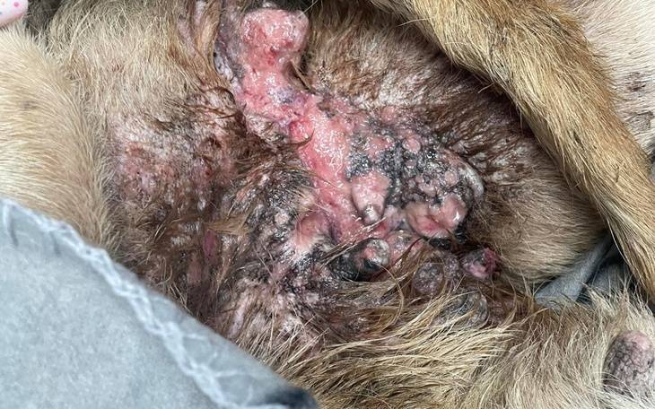 Zbiórka Prośba o wsparcie dla Mądrej - zdjęcie główne