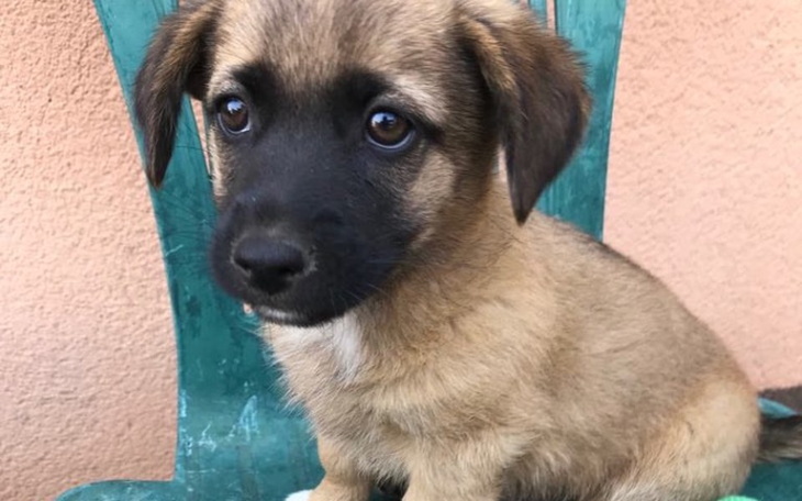 Zbiórka Na karmę dla pieska - zdjęcie główne