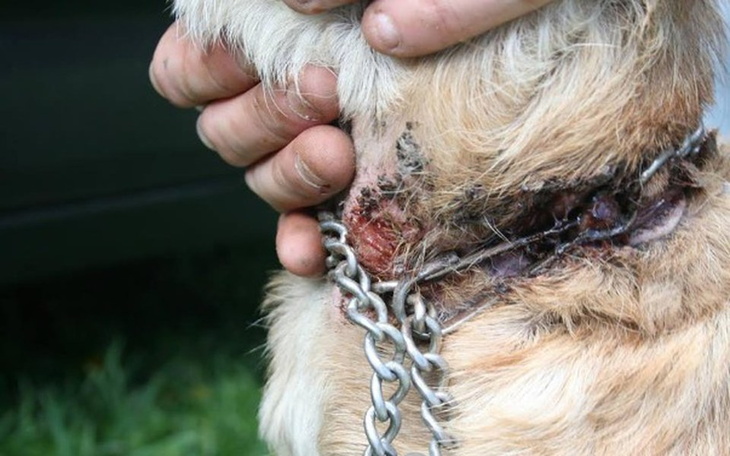 Pies z raną na szyi, trzymany przez osobę.