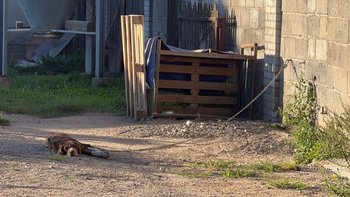 Zbiórka Zagłodzona wyżełka powoli umierała na łańcuchu - miniaturka zdjęcia