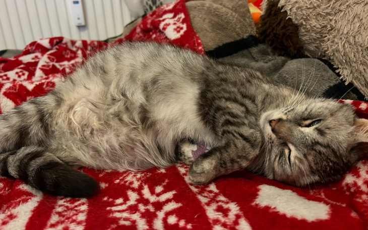 Zbiórka Kotek Skadi walczy o życie - zdjęcie główne