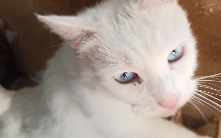 Zbiórka Berkano woła o pomoc - zdjęcie główne