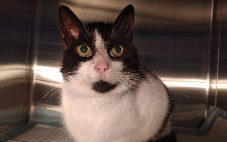 Czarnobiały kot z dużymi, zielonymi oczami w schronisku.