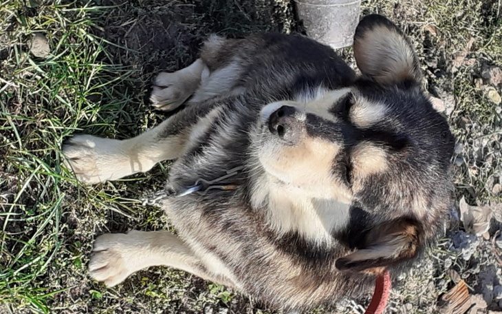 Zbiórka Cześć tu reks zbieram na operacj - zdjęcie główne