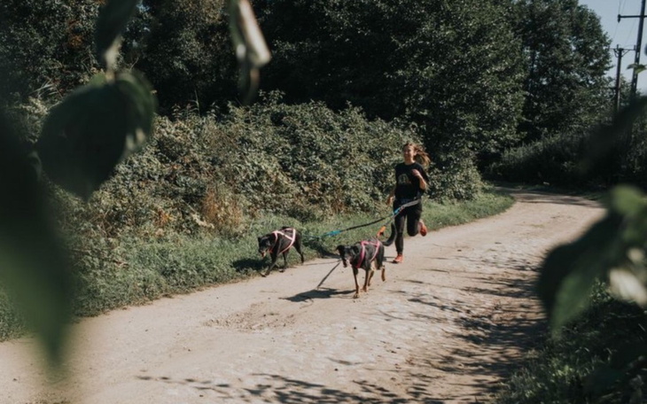 Jeż w klatce, z ciekawym spojrzeniem, wystawiający nos.