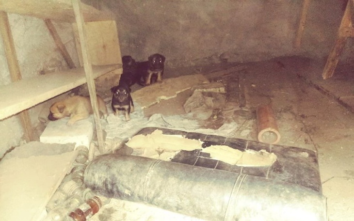 Zbiórka Na pomoc mamie i szczeniętom! - zdjęcie główne