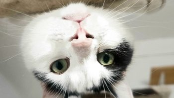 Zbiórka Zbieramy na czynsz kociarni - miniaturka zdjęcia