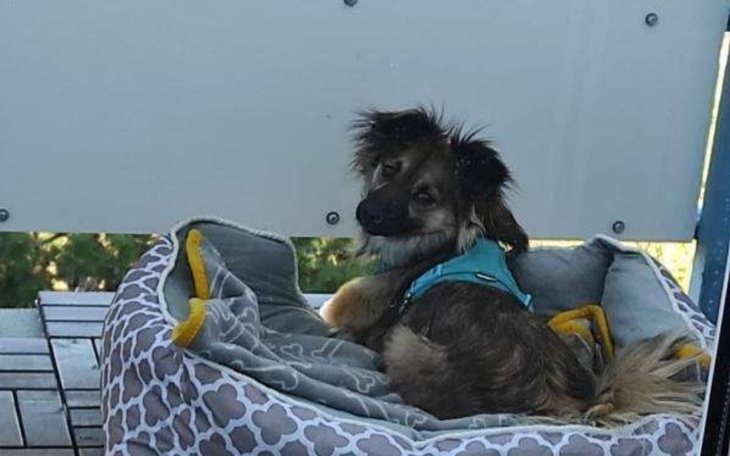 Zbiórka Leki dla Fibusi - zdjęcie główne