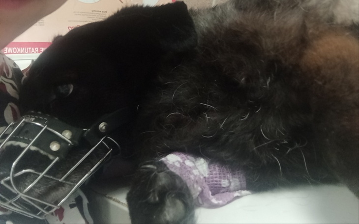 Zbiórka Na ratunek Runie - zdjęcie główne