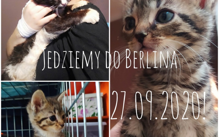 Zbiórka Na podróż kociaków - zdjęcie główne