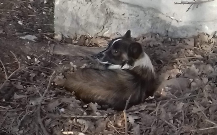 Zbiórka Utrzymanie psiaka - zdjęcie główne