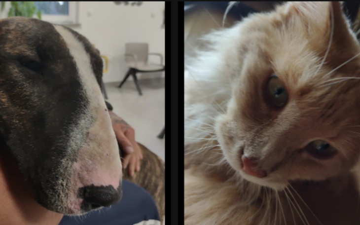 Zbiórka Magnus i Ozzy proszą o pomoc - zdjęcie główne