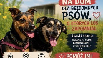 Zbiórka Domek dla bezdomnego psa - miniaturka zdjęcia