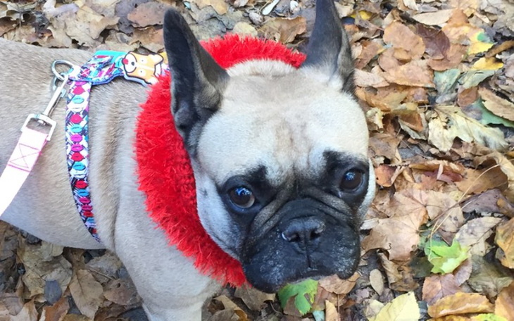 Zbiórka Behawiorysta dla Nalki - zdjęcie główne